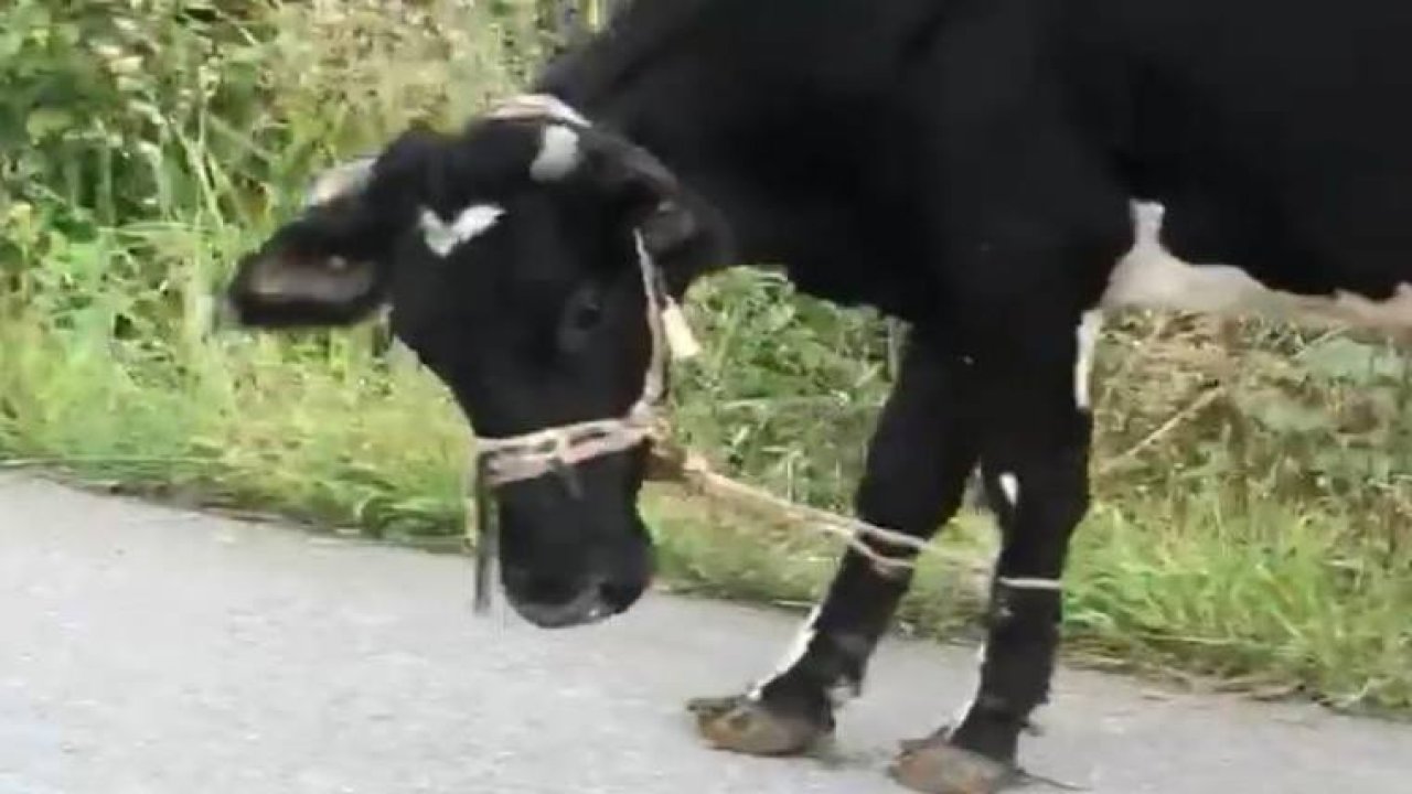 Giresun'da ineklere eziyet veren uygulama: Ayakları başlarına kelepçelenmiş inekler!