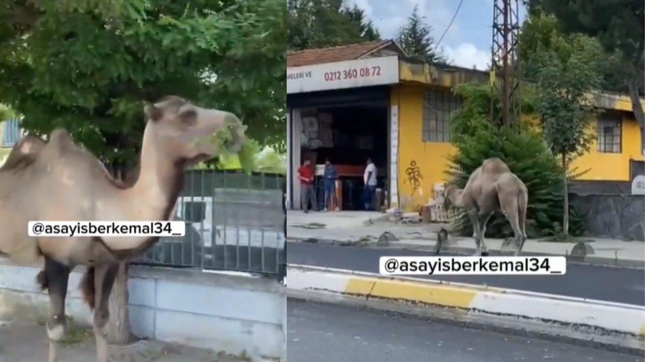 İstanbul sokaklarında başıboş develere yoğun ilgi