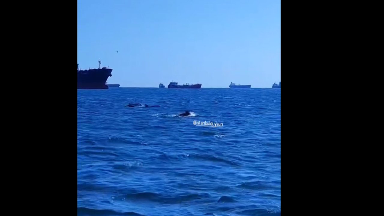 Avcılar sahilinde yunuslar gemilerle yarıştı!