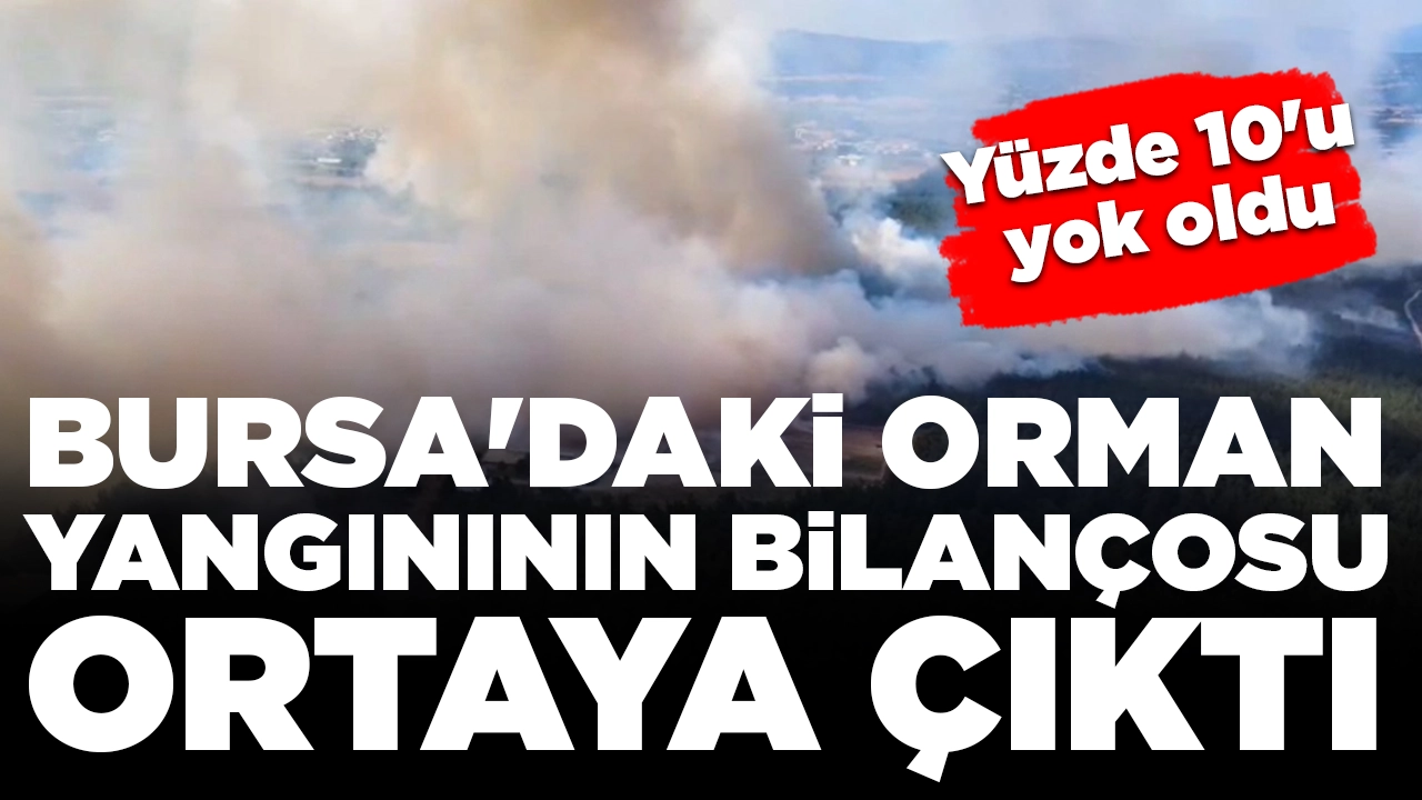 Bursa'daki orman yangınının acı bilançosu ortaya çıktı: Yüzde 10'u yok oldu