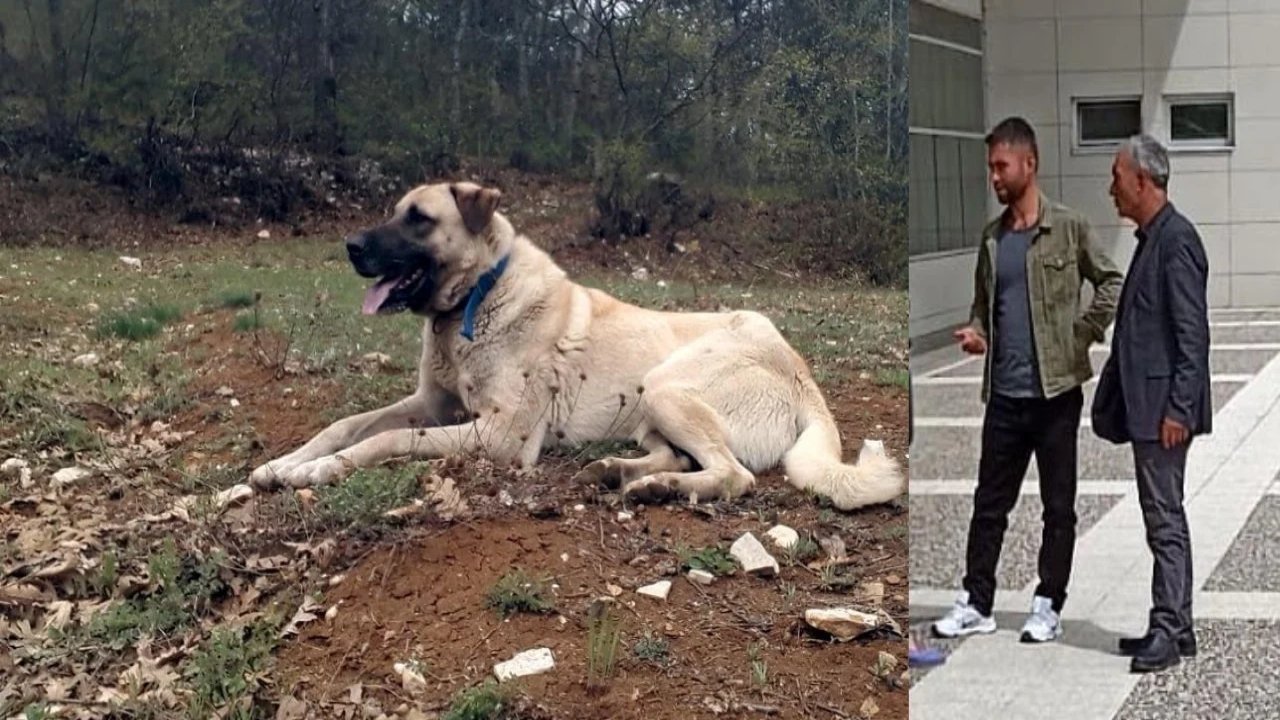 Köpeği öldürmekten 6 ay, sahibini yaralamaktan 6 yıl hapis!