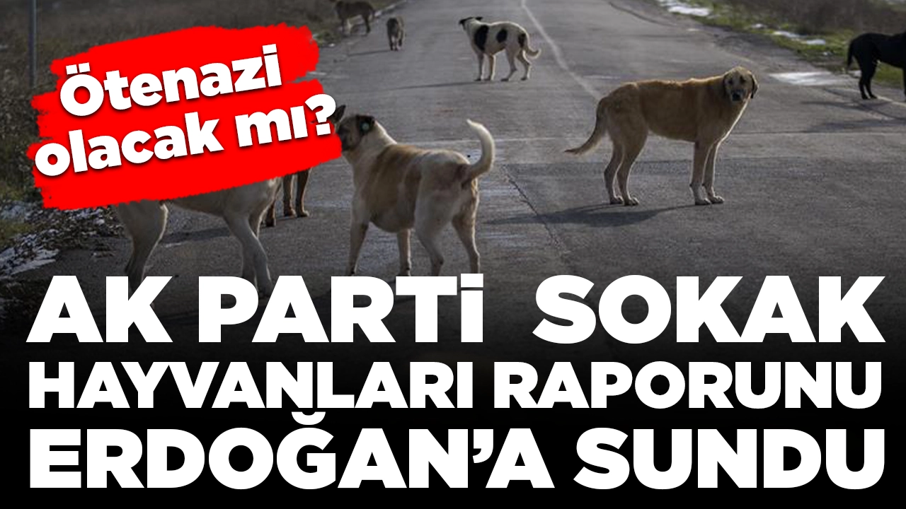 AK Parti sahipsiz köpeklere ilişkin raporu Cumhurbaşkanı Erdoğan'a sundu: Teklifte ötenazi olacak mı?