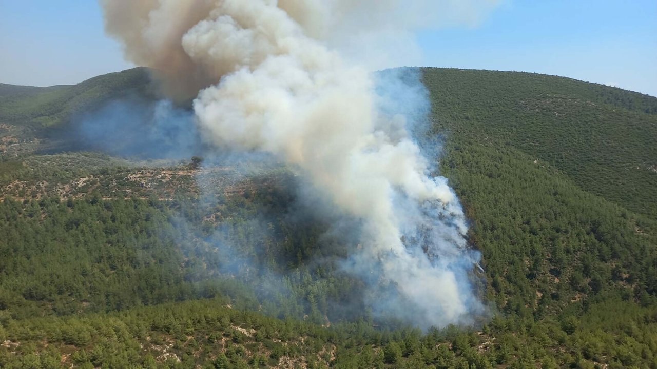 Bodrum'da orman yangını: Alevlere müdahale ediliyor