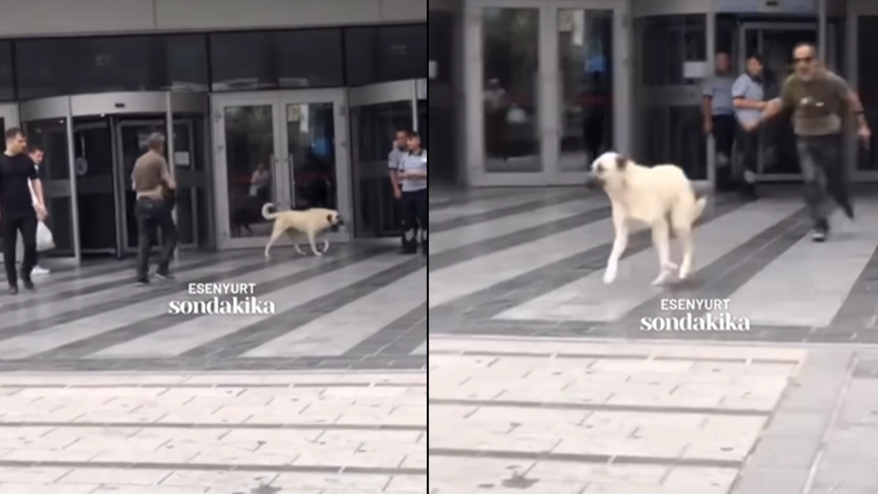 İstanbul'da bir adam köpeğe kemerle saldırmaya çalıştı