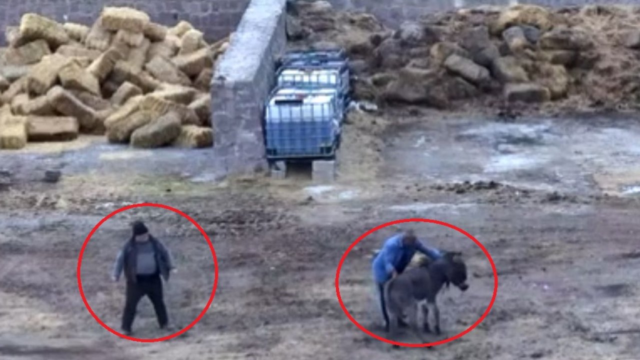 Çiftlikte hayvan katliamı: Eşeği keserek, atları zehirleyerek öldürdüler