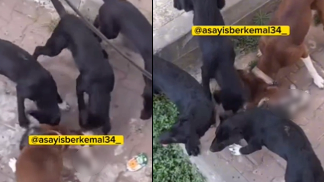 İstanbul'da korkunç olay! Sokak köpekleri kediyi parçalayarak öldürdü