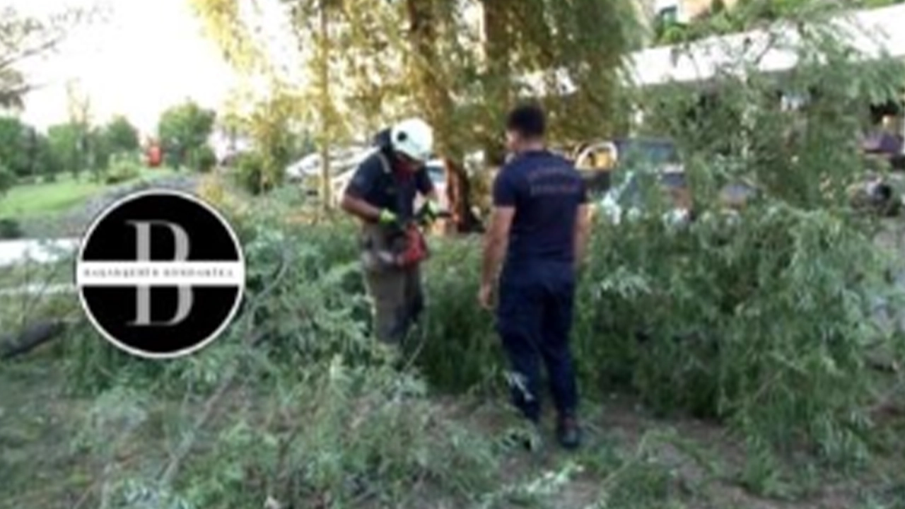 Ataşehir'de park halindeki araçların üzerine ağaç devrildi: Maddi hasar oluştu