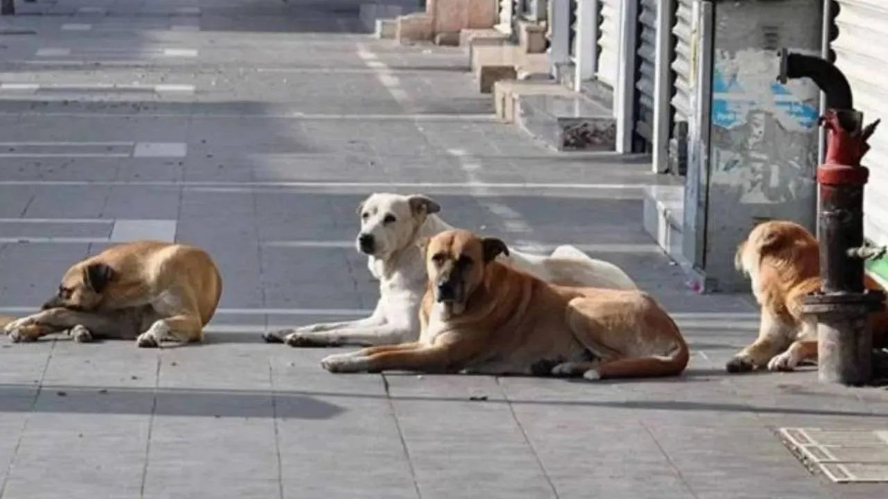 Hayvanseverler, sokak hayvanları yasasını Beşiktaş'ta protesto edecek