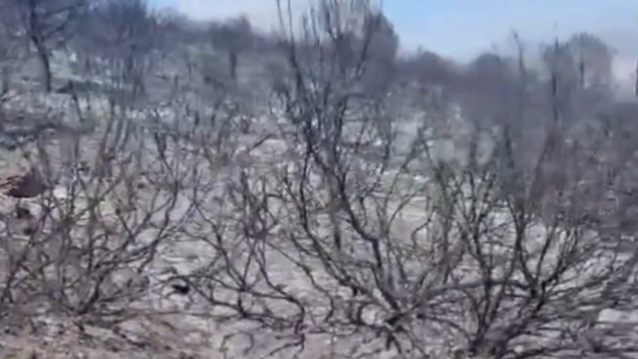 Aydos Ormanları'ndaki yangın kontrol altına alındı, alevlerin oluşturduğu hasar böyle görüntülendi