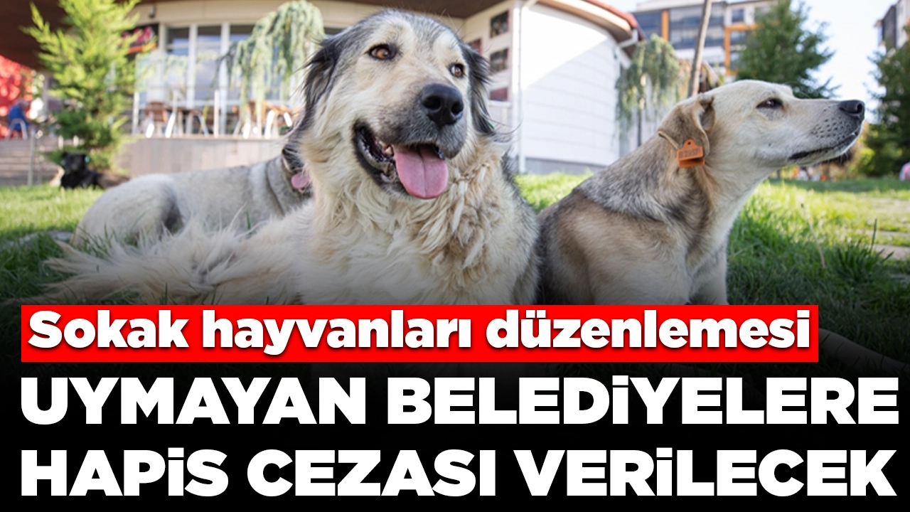 Bakan Yumaklı açıkladı: Sokak hayvanları düzenlemesine uymayan belediyelere hapis cezası verilecek