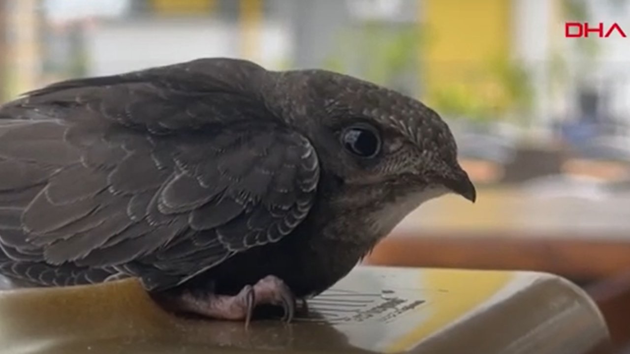 Bahçesine ebabil kuşu yavrusu düştü, tedavisini yaptırıp hayata yeniden tutundurdu