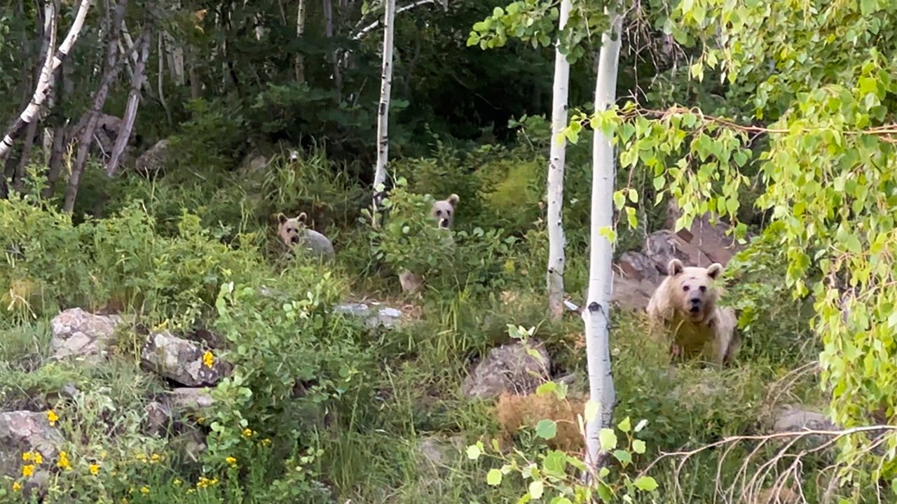 Göl kenarında piknik yapan aileye ayı şoku: Kurdukları sofrayı bırakıp kaçtılar