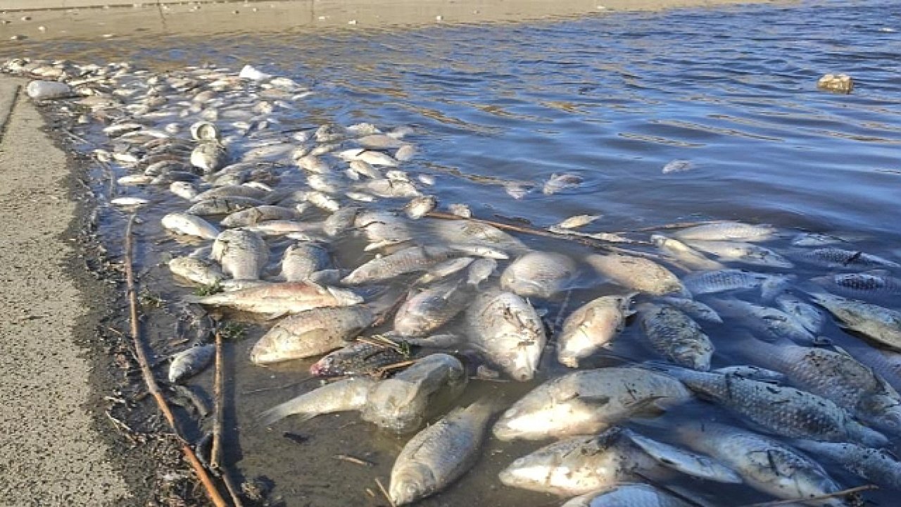 Toplu balık ölümleri neden arttı?
