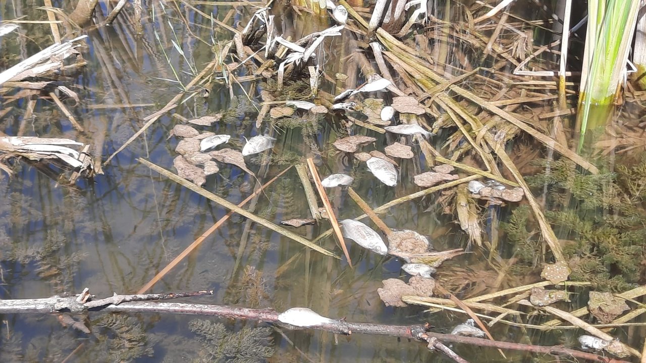 Bursa Gemlik'te balık ölümleri