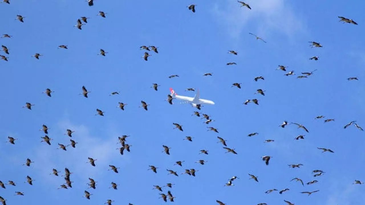 İstanbul hava sahasında leylek alarmı!