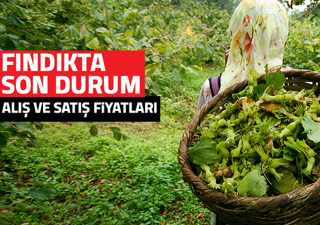 Güncel fındık fiyatları - En düşük ve en yüksek alış kaç lira