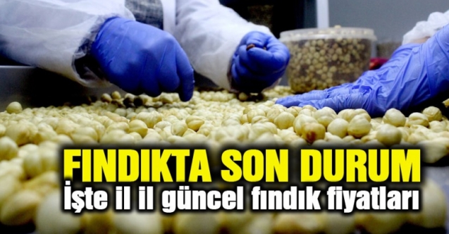 24 Ağustos Pazartesi fındık kaç lira? | Son dakika fındık fiyatları