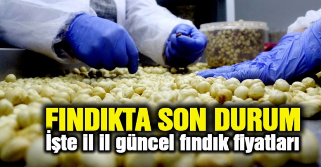 9 Ekim Cuma fındık kaç lira? | Son dakika fındık fiyatları