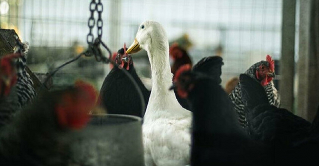 Fransa'da 'kuş gribi' paniği: 45 bölgede kümes hayvanları için karantina ilan edildi