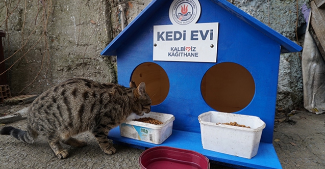 Kağıthane’ye 300 kedi evi yerleştirildi