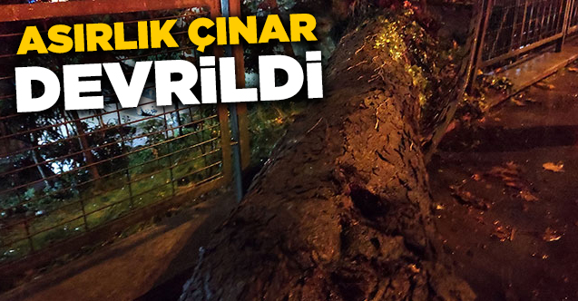 Beşiktaş'ta asırlık çınar ağacı devrildi