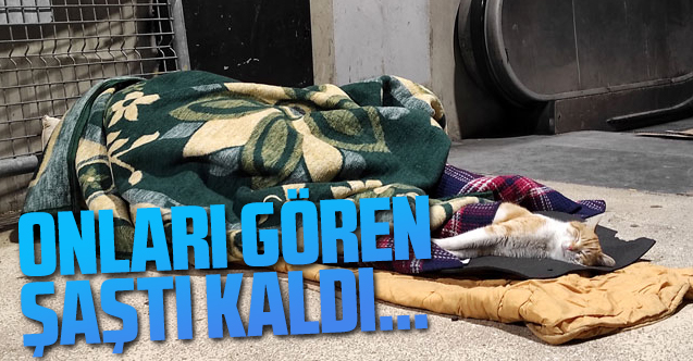 Kedi ile battaniyesini paylaştı... Taksim'de yürekleri ısıtan görüntü