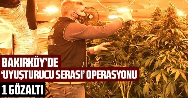 Bakırköy'de 'uyuşturucu serası' operasyonu: 1 gözaltı