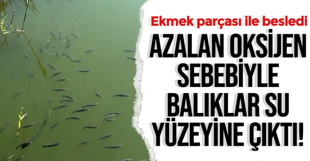 Antalya'da oksijeni azalan derede balıklar su yüzeyine çıktı