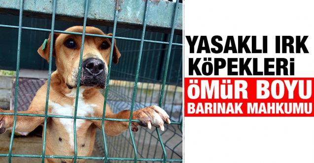 Edirne'nin 'yasaklı ırk köpekleri' ömür boyu barınak mahkumu