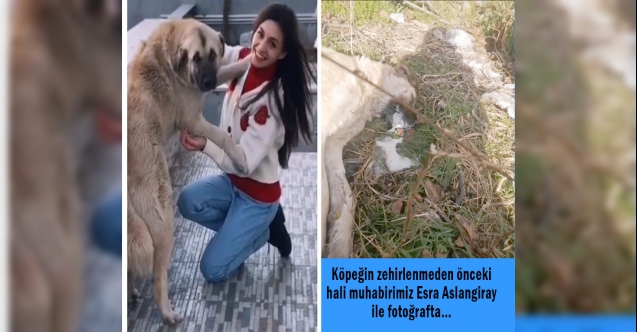 Kırklareli Vize'de çok sayıda köpekler öldürüldü… 