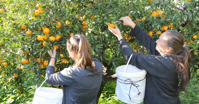 Mandalina rekor kırdı