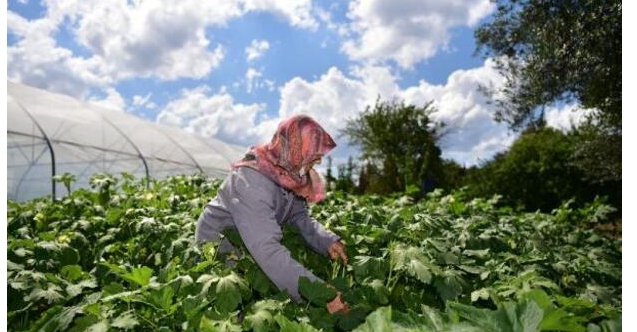 Tuzla'da organik tarım zamanı