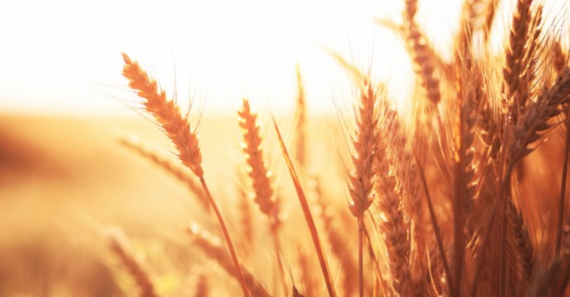 Çiftçiye buğday ve arpa desteği Resmi Gazete'de