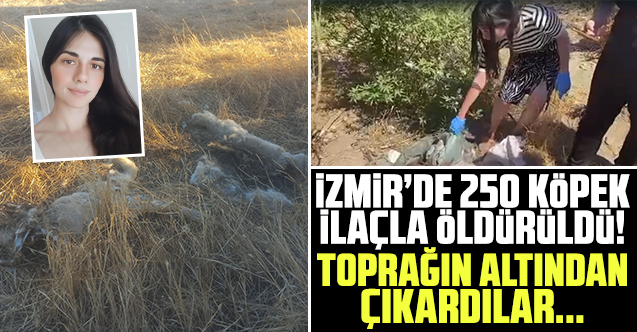 İzmir'de 250 köpek ilaçla öldürüldü!