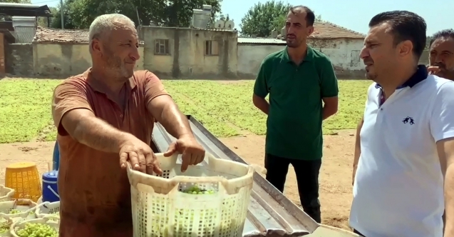 Dağ fare doğurdu