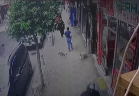 Güngören'de kedinin köpeğe saldırısı kameraya yansıdı