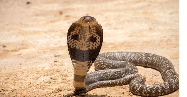 Dünyanın en tehlikeli yılanı hayvanat bahçesinden kaçtı