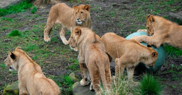 Avustralya'da aslanlar hayvanat bahçesinden kaçtı