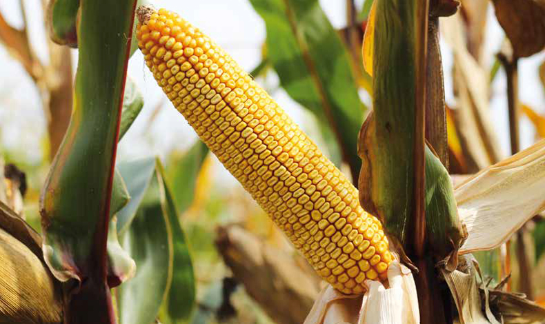 Hibrit mısır tohumluğu ortak üretimi yapılacaktır