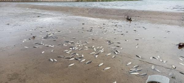 Gölete dönemeyen binlerce balık öldü
