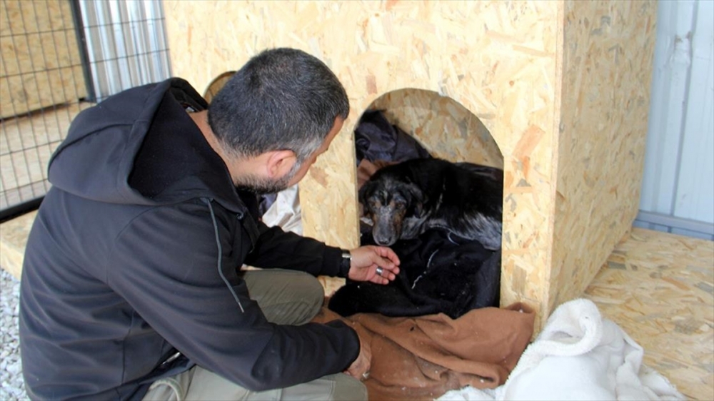 Sinop'ta hayvanseverlerce kurulan "Sıcak Yuvam" sahipsiz hayvanların yeni evleri olacak