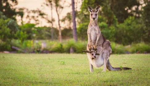 Avustralya'da 5 milyon kanguru için vur iznine yönelik tartışmalar sürüyor