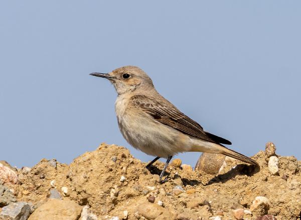 Kuş göçünde 3 günde 130 tür görüntülendi