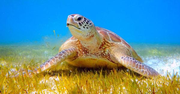 Deniz kaplumbağaları kabukları için avlanıyor ve kaçırılıyor