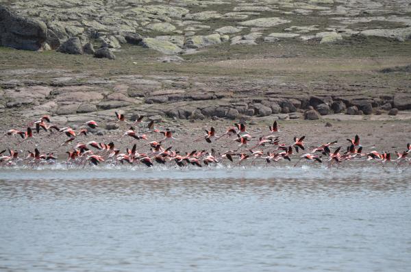 Flamingolar, Tuz Gölü'ne kuluçkaya geldi
