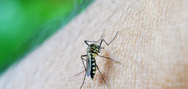 Sıtmayı daha hızlı bulaştıran sivrisinek türü tespit edildi