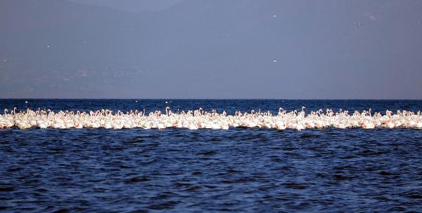 Flamingoların ilk kafilesi Van Gölü'ne geldi