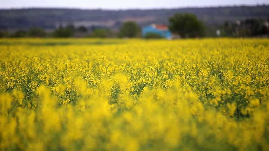 Trakya'da kanola çiçeklenme döneminde tarlalar sarı renge büründü
