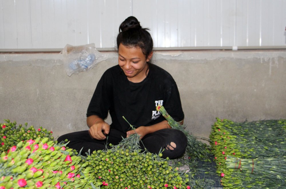 Isparta'da karanfil yetiştiriciler kesme çiçekten 15 milyon dolar ihracat hedefliyor