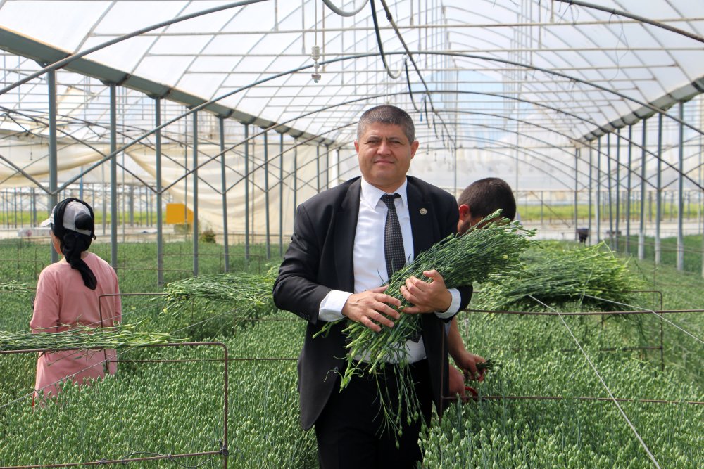 Isparta'da karanfil yetiştiriciler kesme çiçekten 15 milyon dolar ihracat hedefliyor